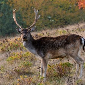La Berrea en Asturias, Cantabria y León.