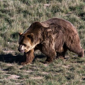 Avistamiento y observación del Oso Pardo Cantábrico en Asturias, Cantabria y León