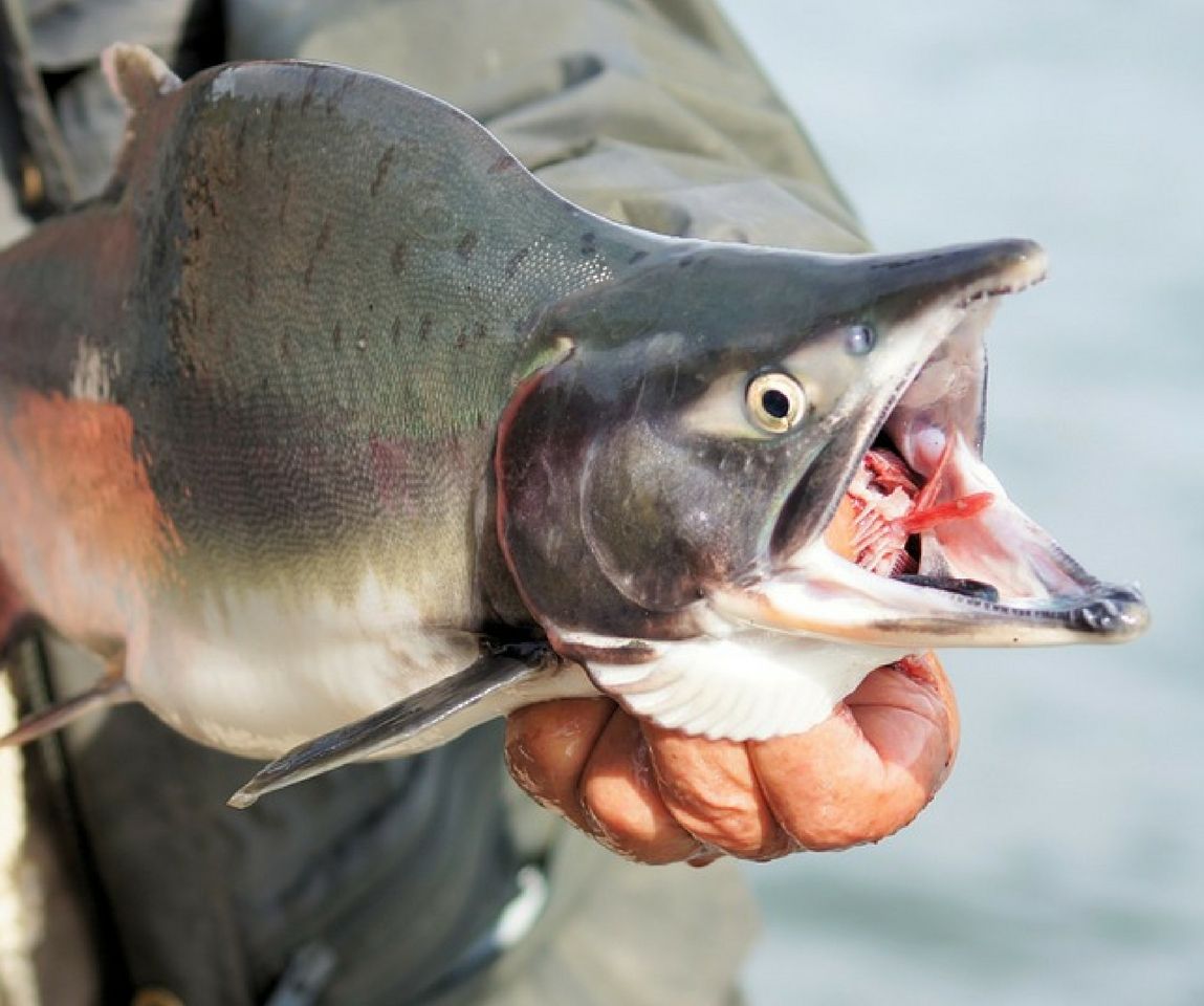 Lee más sobre el artículo Escapada fin de semana Pesca Salmón en Cangas de Onís, Picos de Europa, Asturias.