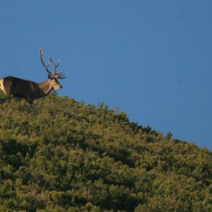 La Berrea en Asturias