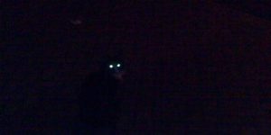 Lee más sobre el artículo Encuentros con fauna salvaje