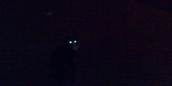 Lee más sobre el artículo Encuentros con fauna salvaje