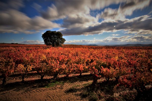 Escapada Enoturismo a Labastida, Rioja Alavesa