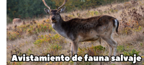 Avistamiento de fauna salvaje en Asturias